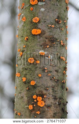Phlebia Radiata Or Wrinkled Crust On Trunk Of Dead Rowan, Belarus