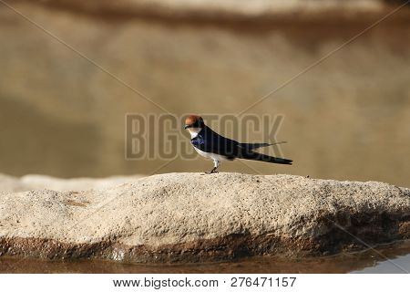 Wire-tailed Swallow (hirundo Smithii)