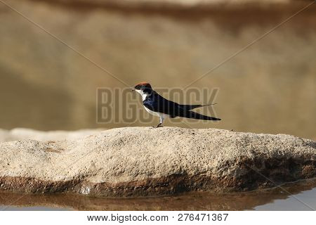 Wire-tailed Swallow (hirundo Smithii) On A Rock In East Africa.