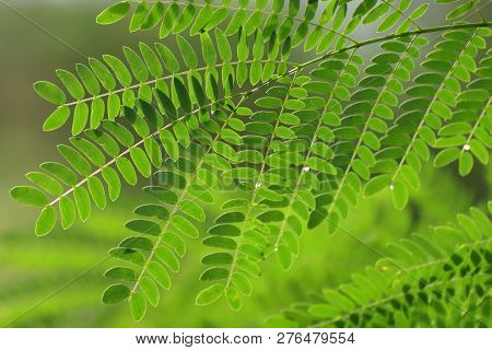 Acacia Leaf, Soap Pod (acacia Concinna (willd.) Dc.) Green Leaves, Medicinal Properties Herb