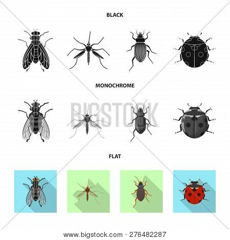 Vector Illustration Of Insect And Fly Logo. Collection Of Insect And Element Stock Vector Illustrati