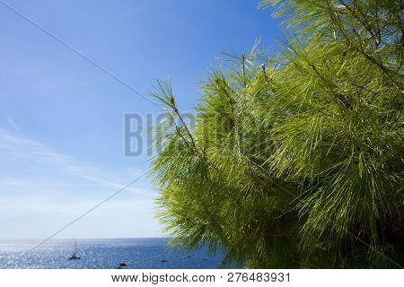 Pine Needles And Sea On The Sunny Day