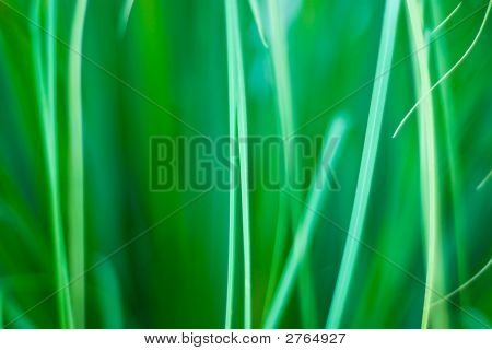 Beautiful Green Grassy Abstract Background