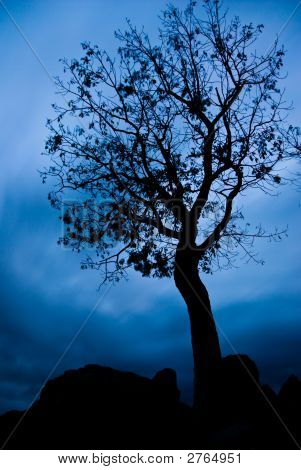 Dramatic Tree Silhouette Against Dark Moody Sky