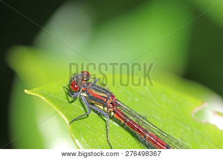 Large Red Damselfly Perched On A Leaf