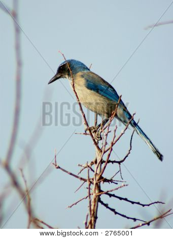 Scrub Jay