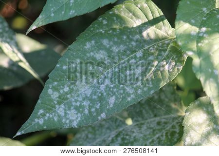 Powdery Mildew Erysiphe Cichoracearum On Green Leaf Of Jerusalem Artichoke