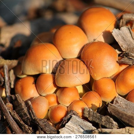 Young Hypholoma Lateritium Or Brick Tuft Mushrooms