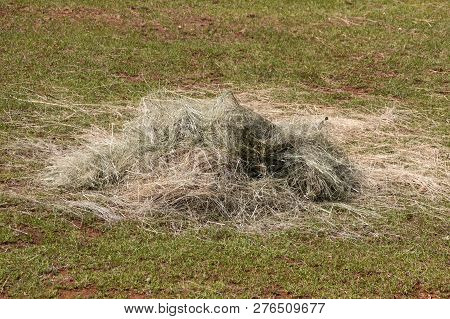 A Close Up View Of A Opened Hay Ball In A Open Padock Or Field