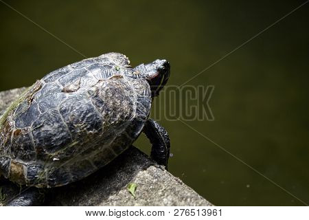 The Turtle Is Crawling At The Edge Of The Pond, Reptile In Carapace