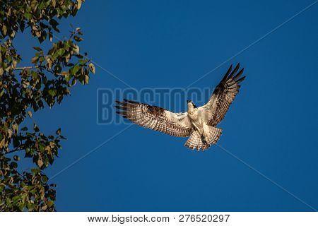 Osprey Landing In A Tree With A Blue Sky.