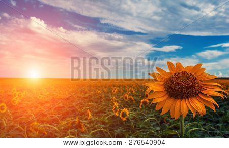 Sunflower Summer Flower Close-up, Against A Background Of Clouds At Sunset. Agroculture, Harvest.