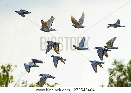 Flock Of Speed Racing Pigeon Brid Flying