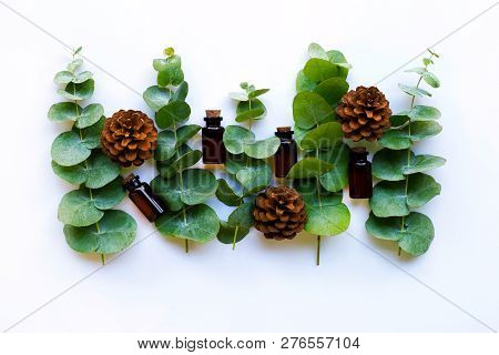 Eucalyptus Essential Oils With Branches  Of Eucalyptus And  Pine Cones On White