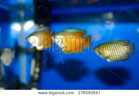 Three Beautiful Yellow Lalius Swim In A Blue Aquarium