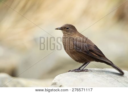 Close-up Of Tussock-bird Known As Blackish Cinclodes Perching On A Rock On A Coastal Are Of Falkland