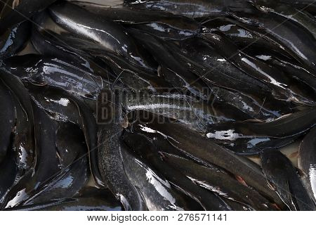 Catfish Fish, Catfish Fish Black, Catfish Many Background