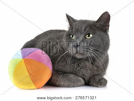 Chartreux Cat In Front Of White Background