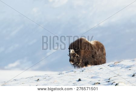 Close-up Of A Musk Ox Standing In Snow During Cold Winter In Dovrefjell Mountains, Norway.