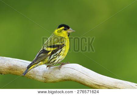 Eurasian Siskin (spinus Spinus) Perching On A Tree Branch Against Green Background.