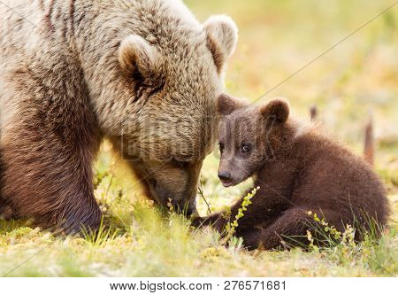 Close-up Of Eurasian Brown Bear (ursos Arctos) And Her Playful Cub In Finnish Forest.