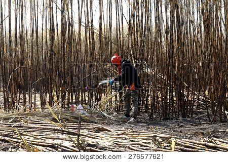 Worker Man In Sugarcane Farm, Sugarcane Plantation Burn And Worker, Sugarcane Plantations Farm, Work