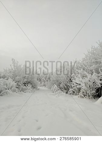Winter Landscape With Trees In Cloudy Weather.