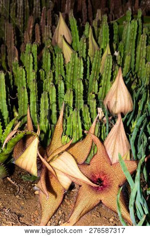 A Strapelia Plant With Flowers And Unopened Flower Pods.
