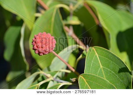 Kousa Dogwood Madame Butterfly - Latin Name - Cornus Kousa Madame Butterfly