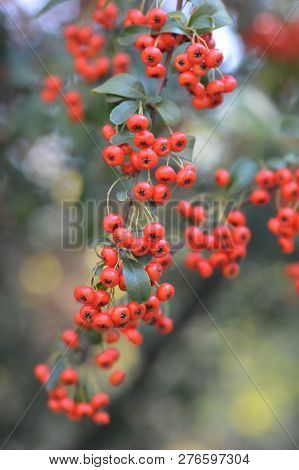Narrowleaf Firethorn - Latin Name - Pyracantha Angustifolia