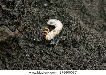 Larva. Vile Disgusting Maggot. Image Of Grub Worms. Beetle Larvae. Nasty Insect. Pest Root. Sickenin