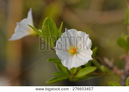 White Potato Bush - Latin Name - Lycianthes Rantonnetii (solanum Rantonnetii)