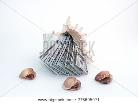 Money, Dollars Lie Under The Money Shell Surrounded By A Variety Of Shells On White Background. Hund