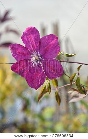 Clematis Red Cardinal - Latin Name - Clematis Rouge Cardinal
