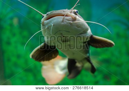Red-tailed Catfish In The Aquarium. Gorizontal Photo