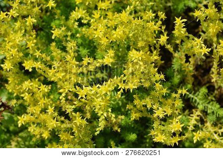 Russian Stonecrop Weihenstephaner Gold - Latin Name - Sedum Kamtschaticum Var. Floriferum Weihenstep