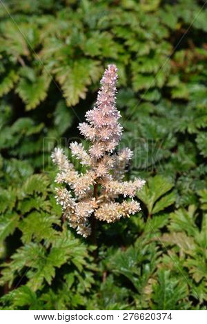 Dwarf Astilbe Pink Flower - Latin Name - Astilbe Crispa Lilliput