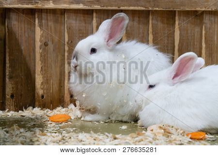 Two White Rabbits Sitting In The Cage