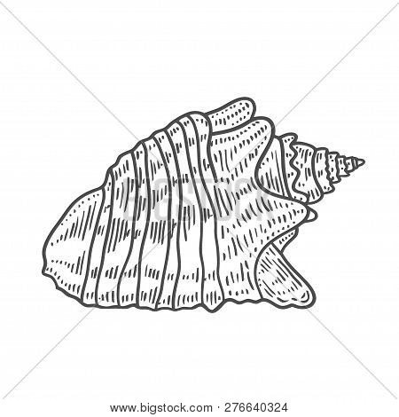 Vector Antique Engraving Illustration Of Spiral Seashell Isolated On White Background