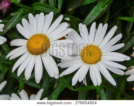 Large Chamomile Flowers Blooming At Garden In Spring Time.