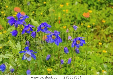 Beautiful Blue Wildflowers Aquilegia Glandulosa Close Up, Growing In Alpine Weadows Of Altai Mountai