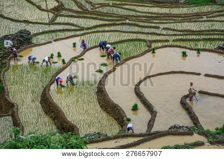 Sapa, Vietnam - May 31, 2016. Farmers Working On Rice Field In Sapa, Northern Vietnam. Sapa Is Locat