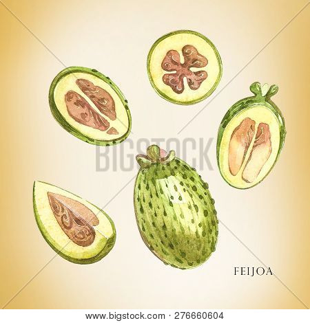 Watercolor Illustration Feijoa Plant. Hand Drawn Watercolor Painting On White Background. Watercolor