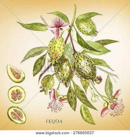 Watercolor Illustration Feijoa Plant. Hand Drawn Watercolor Painting On White Background. Watercolor