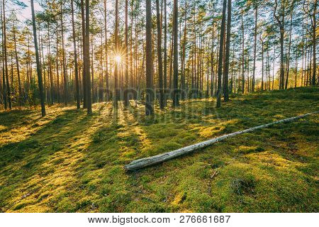 Belarus. Beautiful Sunset Sunrise Sun Sunshine In Sunny Summer Coniferous Forest. Sunlight Sunrays S