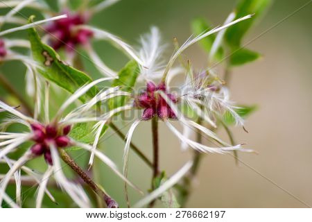 Close Up Of An Exotic Plant With A Blurred Background