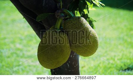Jackfruit Tree And Young Jackfruits. Tree Branch Full Of Jack Fruits.