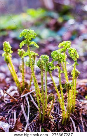 Young Opening Fern Fronds Growing In The Forest. Ferns Are A Very Ancient Family Of Plants: Early Fe