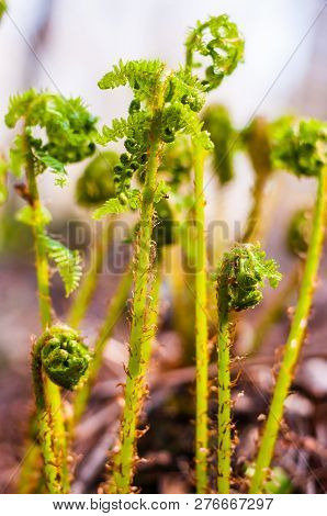 Young Opening Fern Fronds Growing In The Forest. Ferns Are A Very Ancient Family Of Plants: Early Fe