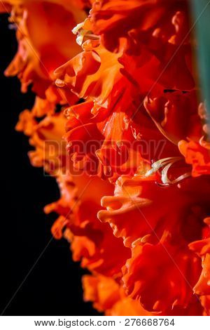 Red Gladiolus. Gladiolus On Black Background.  Nature Flower. Garden Flowers. Red Gladiolus Flowers 